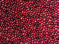 El Paraiso Anaerobic Lychee［24/25crop]