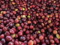 Ethiopia Dula Mazoria Anaerobic Natural［24/25crop］