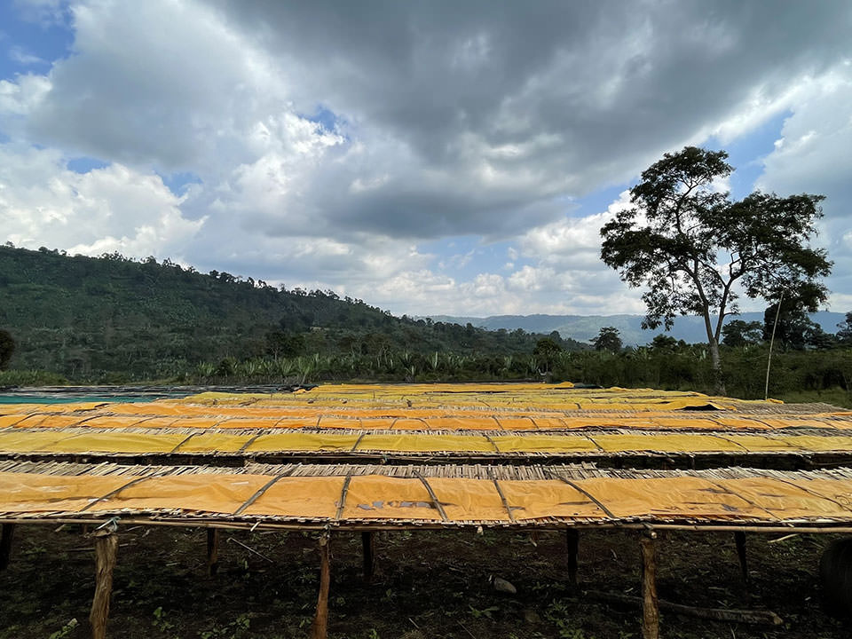 Ethiopia Dula Mazoria Anaerobic Natural［24/25crop］