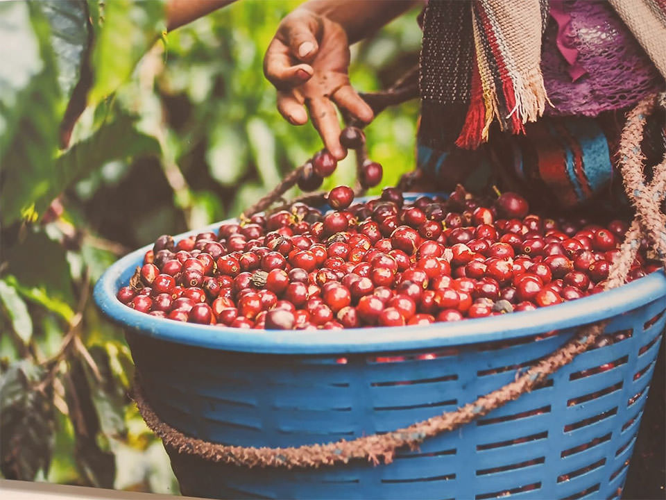 2025COE Geisha HONEY Guatemala San Rafael