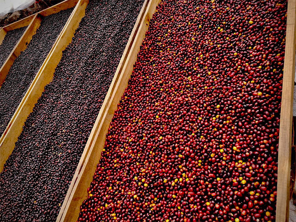 2025COE Geisha HONEY SCORE:87.53Pt. Guatemala San Rafael