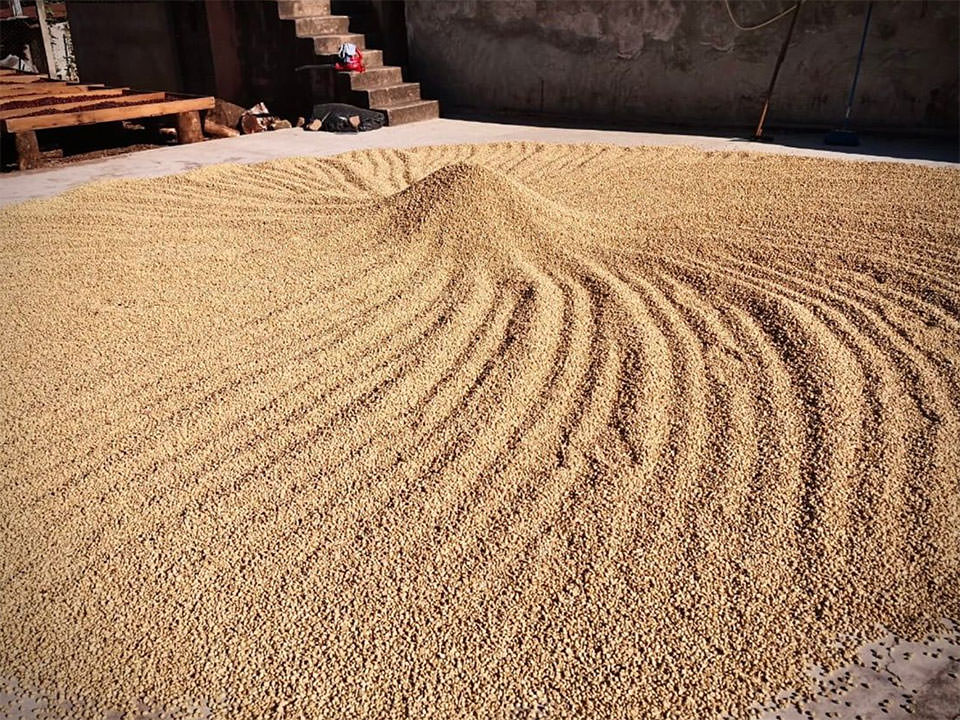 2025COE Geisha HONEY SCORE:87.53Pt. Guatemala San Rafael