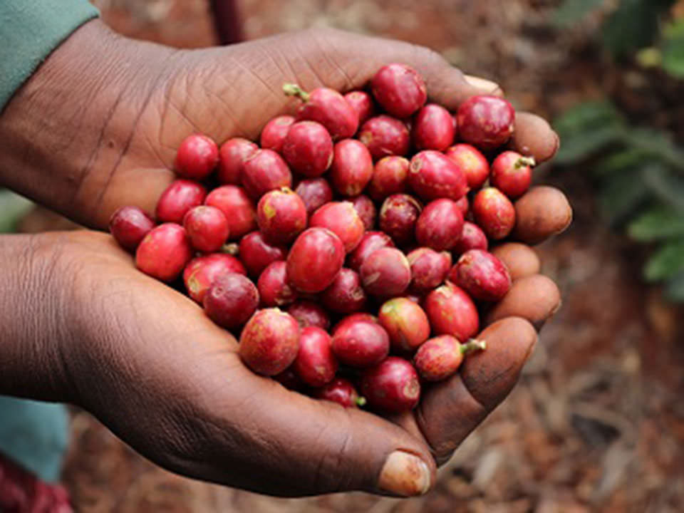 Kenya Adalonia Washed [24/25crop］150g-wholebean