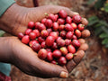 Kenya Adalonia Washed [24/25crop］150g-wholebean