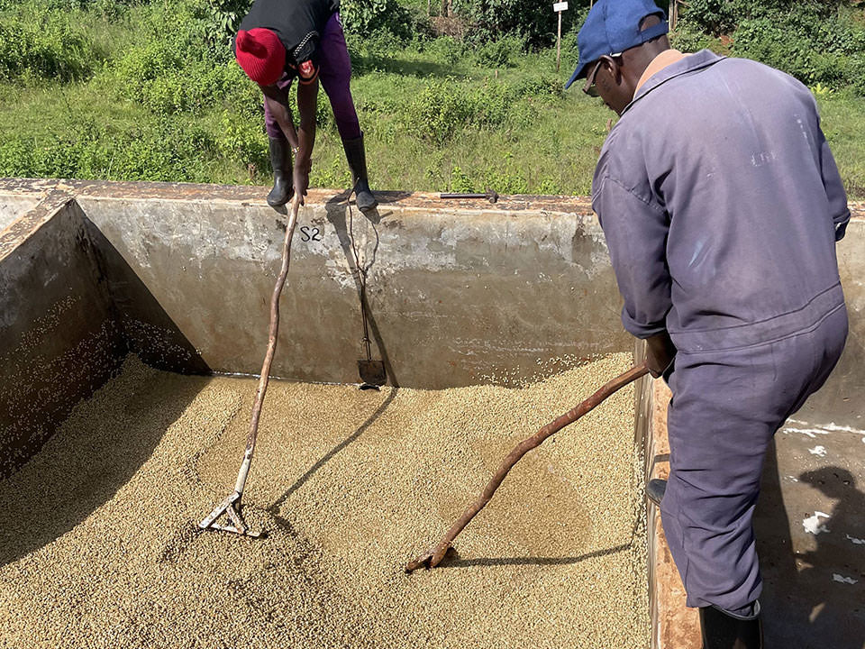 Kenya Kieni Washed [24/25crop］150g-wholebean